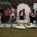 pieski3d 151